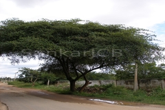 Ziziphus mauritiana